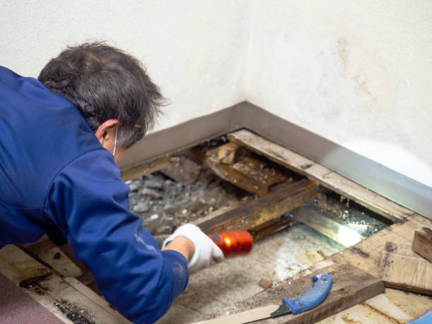 Trusted Sanger, TX Mold Remediation Experts
