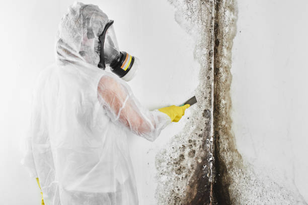 Best Post-Flood Mold Remediation in Sanger, TX
