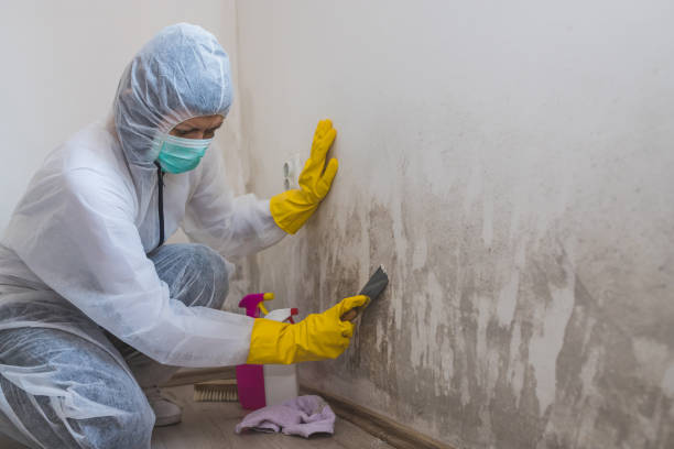 Best Crawl Space Mold Remediation in Sanger, TX