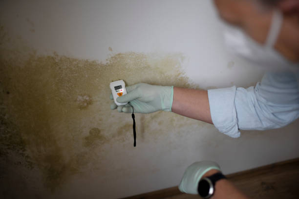 Best Post-Flood Mold Remediation in Sanger, TX