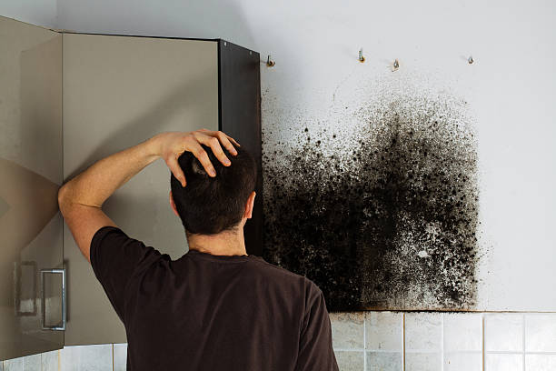 Best Mold Testing and Inspection Services in Sanger, TX